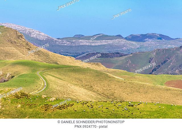 France, Pyrenees Atlantiques, Basque Country, Iraty massif, peak of Behorleguy (1, 265 meters) and manech ewes