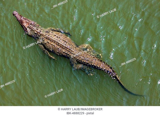 American crocodile (Crocodylus acutus) swims in water, from above, Rio Tarcoles, Carara National Park, Province Puntarenas, Costa Rica