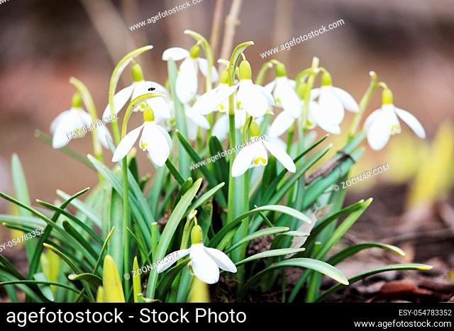 Snowdrop spring flowers Galanthus. Snowdrop Snowdrop forest