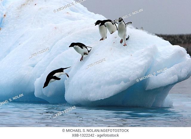 Adult Adelie penguins Pygoscelis adeliae lining up to leap off of an iceberg at Paulet Island in the Weddell Sea