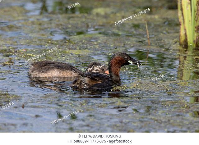 Adult Little Grebe with fish for its downy young. July, Deepdale Marsh, Norfolk