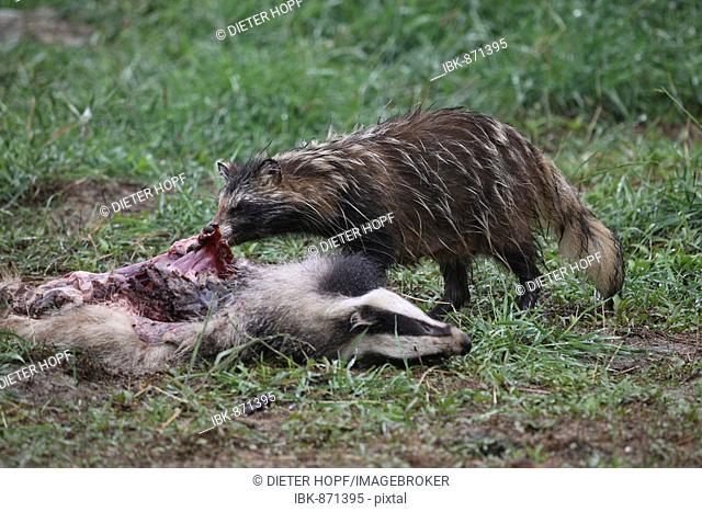 Raccoon Dog (Nyctereutes procyonoides) feeding on a dead Eurasian or European Badger (Meles meles)