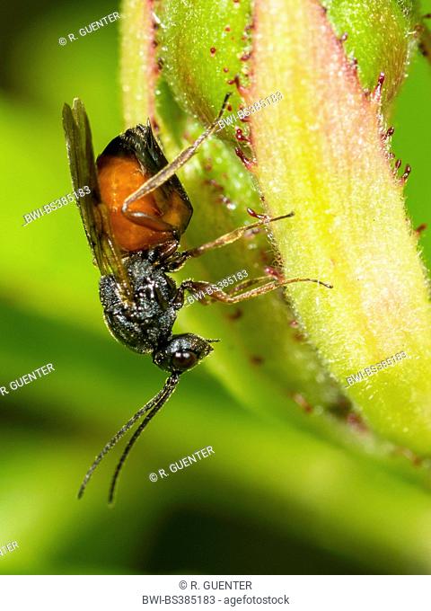 mossy rose gall wasp, bedeguar gall wasp (Diplolepis rosae), female laying eggs with her ovipositor on a rose, Germany