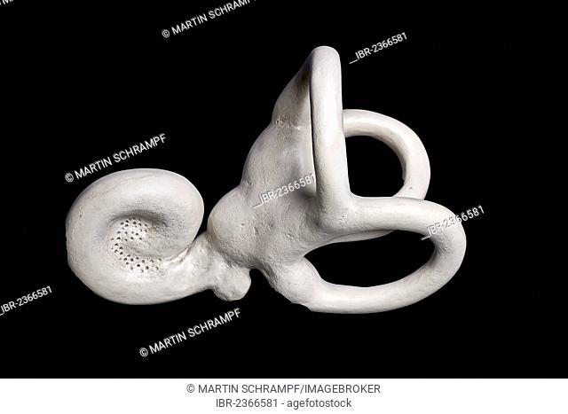 Human inner ear, anatomical model