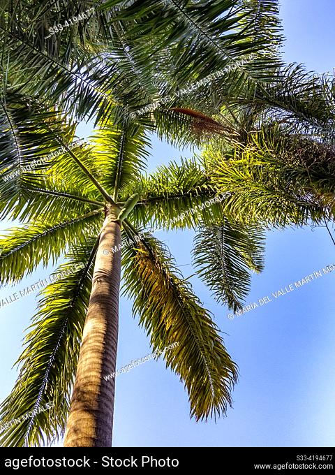 The Botanical Garden of El Puerto de la Cruz in Tenerife, Canary Islands, is known for housing a wide variety of palm tree species
