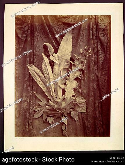 [Study of Leaves on a Background of Floral Lace]. Artist: Charles Hippolyte Aubry (French, 1811-1877); Date: 1864; Medium: Albumen silver print from glass...