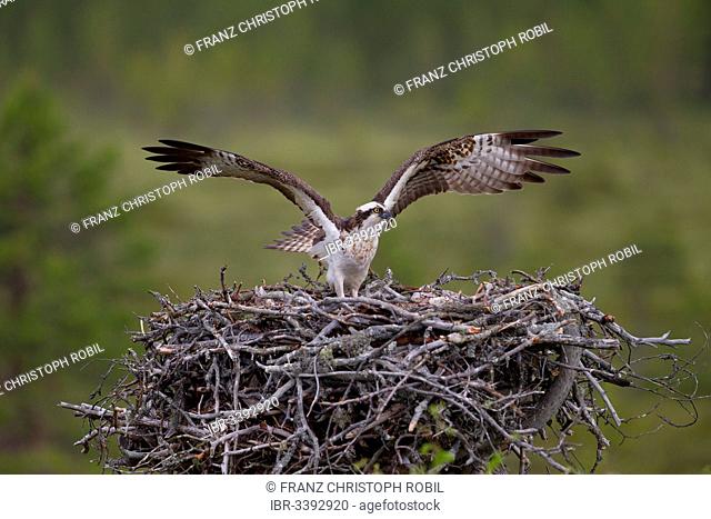 Osprey or Sea Hawk (Pandion haliaetus) on an aerie with chicks