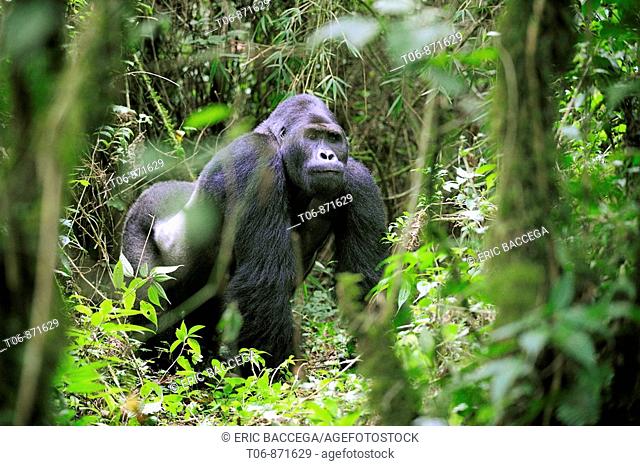Silverback eastern lowland gorilla in the equatorial forest of Kahuzi Biega Park (Gorilla beringei graueri) Democratic  Republic of Congo, Africa