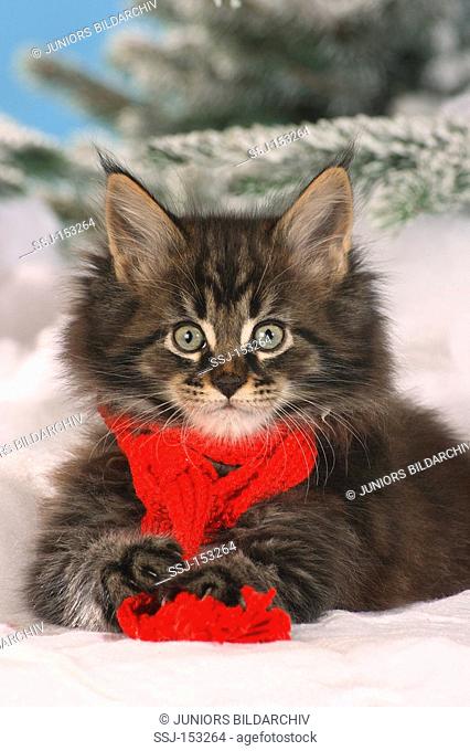 Maine Coon cat - kitten lying in the snow
