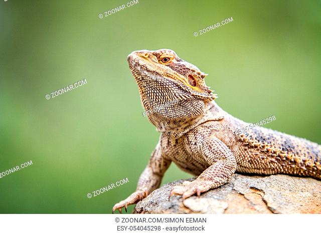 Bearded dragon on a rock, South Africa