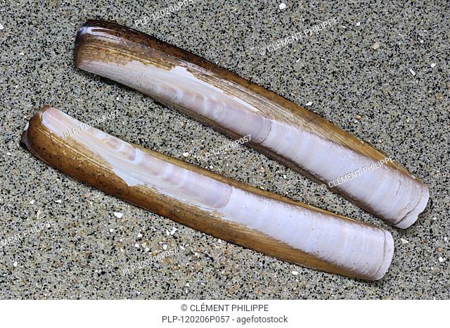 American jackknife / razor clam Ensis directus / americanus shells on beach, Belgium