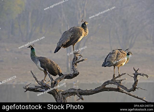 Peafowl perched on the trunks of dead trees in a lake in Ranthambhore national park