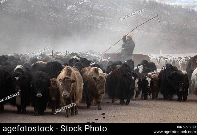 Seasonal yak migration in central Mongolia. ????????? ???? ?????? ????? ??? ??? ????? ???? ?????. Arkhangai province, Mongolia, Asia
