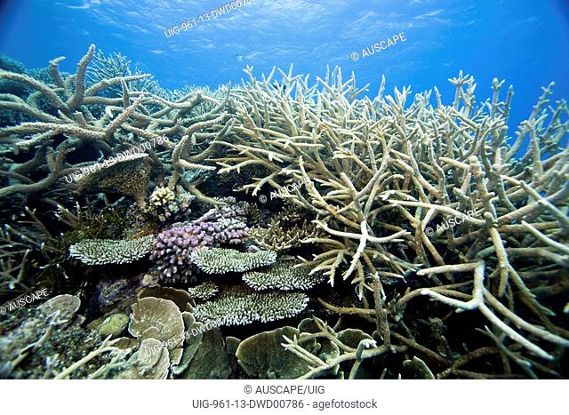 Branching coral Wheeler Reef, Great Barrier Reef off Townsville, Queensland, Australia