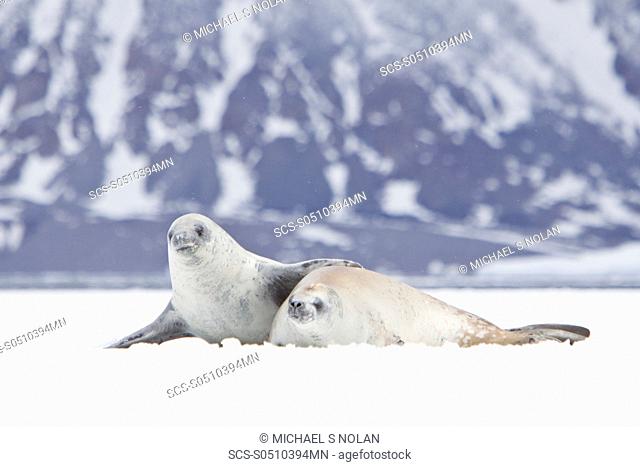 Crabeater seals Lobodon carcinophaga swimming along or hauled out on fast ice floe in Bourgeois Fjord 67840'S 6785'W near the Antarctic Peninsula The Crabeater...