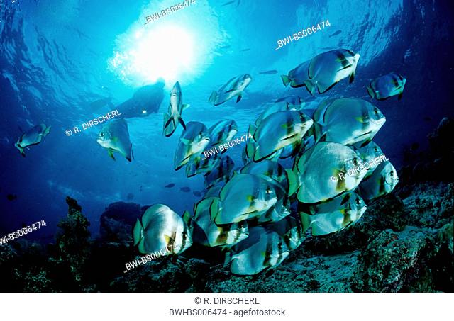 red-margined batfish, dusky batfish, pinnate batfish, shaded batfish, redfin batfish (Platax pinnatus), shoal with scuba diver, Indonesia, Indian Ocean