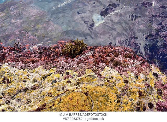 Corallina elongata is a marine red alga with calcareous skeleton. This photo was taken in Sa Tuna, Begur, Girona province, Catalonia, Spain
