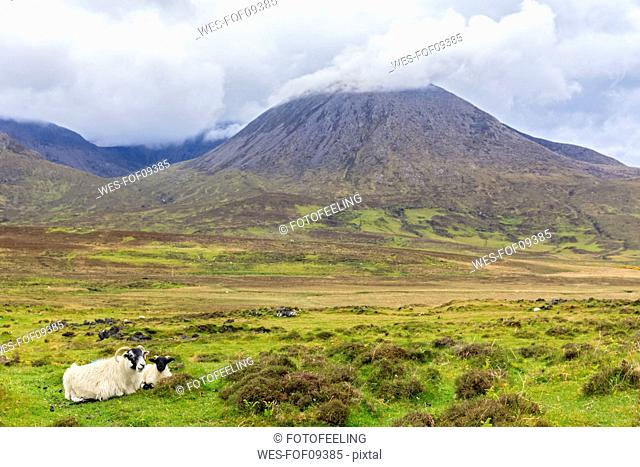UK, Scotland, Inner Hebrides, Isle of Skye, mountain Beinn na Caillich and ewe with young sheep
