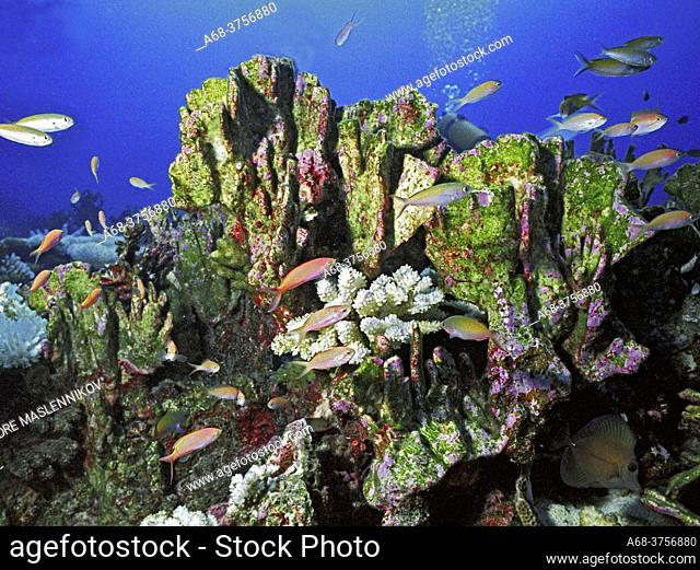 Dead corals at St Pierre. They are overgrown by a thin algal membrane, which takes over the coral reefs. The corals died of high water temperatures caused by El...