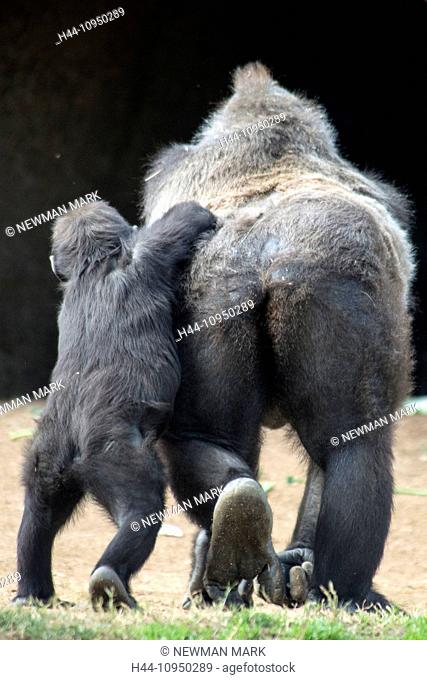 western lowland gorilla, gorilla, animal, young, old, back, gorilla gorilla