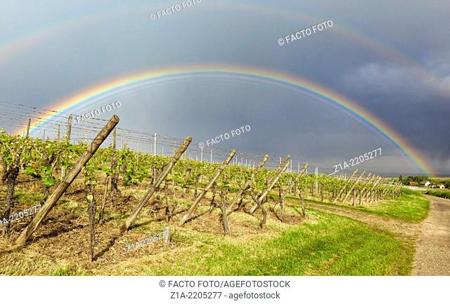 Rainbow over vineyards at Hunawihr. Alsace, France, Europe