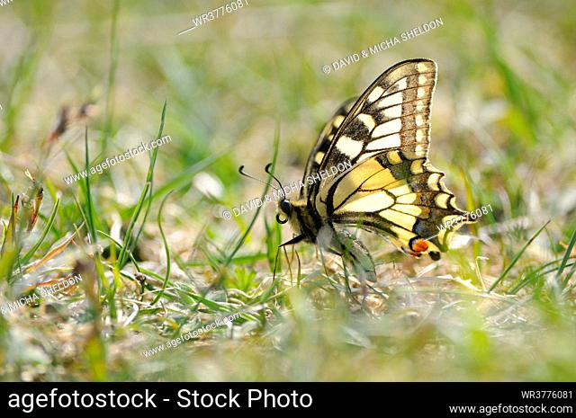Old World Swallowtail (Papilio machaon) in grass, Bavaria, Germany