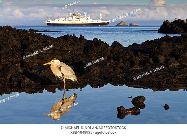 Adult great blue heron Ardea herodias cognata feeding in the tide pools with the National Geographic Endeavour behind at Cerro Dragon on Santa Cruz Island in...