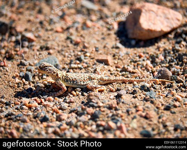 Toad-headed agamas Phrynocephalus in natural environment of mongolian desert sits on gravel in desert. Western Mongolia