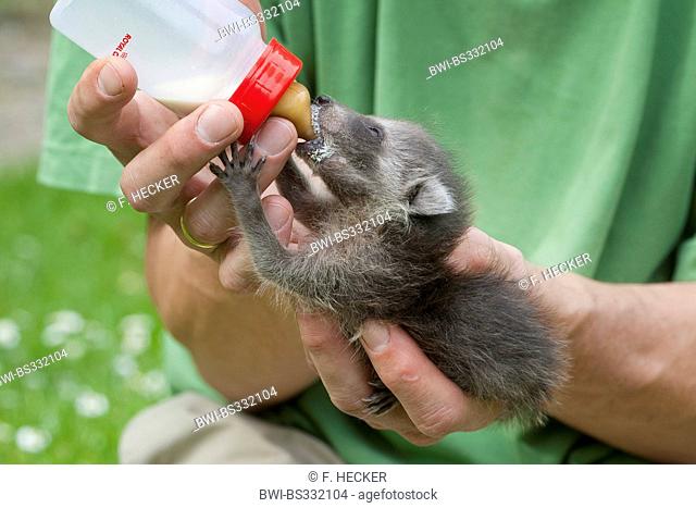 common raccoon (Procyon lotor), orphaned young animal is rearing by a boy with special milk, Germany