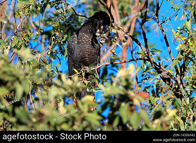 red-tailed black cockatoo (Calyptorhynchus banksii) Queensland , Australia