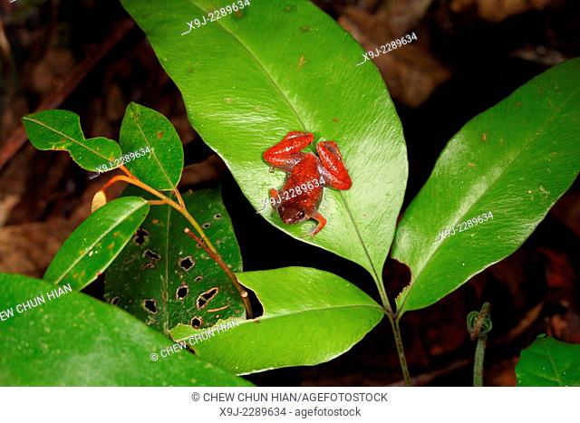 Frog of borneo, Harlequin Tree Frog, Phacophorus pardalis, national park, sarawak