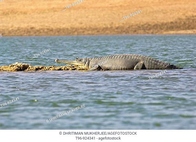 Gharial on the river bank