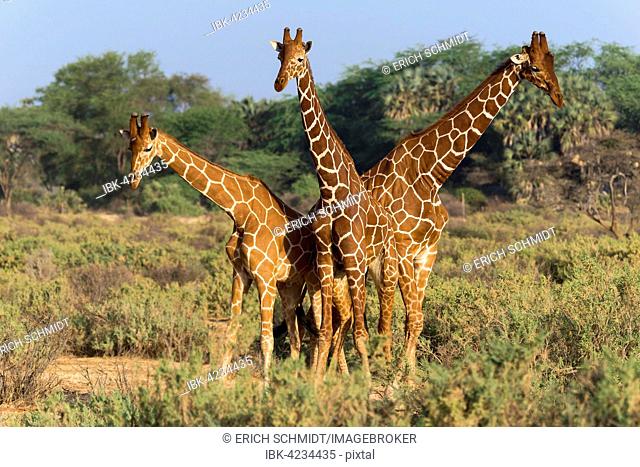 Three Somali or reticulated giraffes (Giraffa reticulata camelopardalis), Samburu National Reserve, Kenya