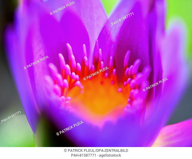 A flowering water lily pictured at the water lily farm in Gross Rietz, Germany, 26 June 2016. Christian Meyer-Zilinski has been growing rare and new types of...