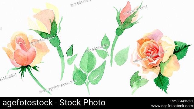 Wildflower rose flower in a watercolor style isolated. Full name of the plant: rore, rosa, hulthemia. Aquarelle wild flower for background, texture