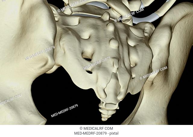 The bones of the pelvis
