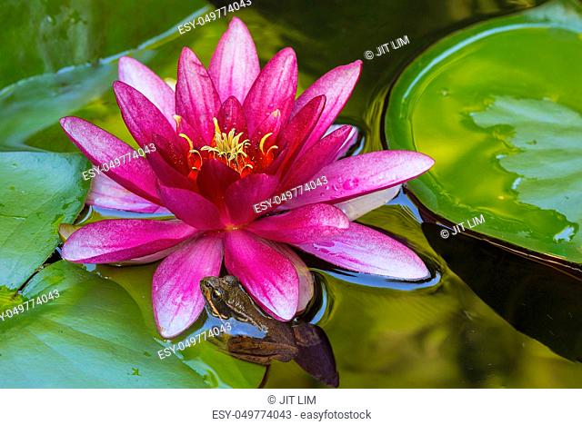 Pacific Tree Chorus Frog by Pink Water Lily Flower in Garden Backyard Pond