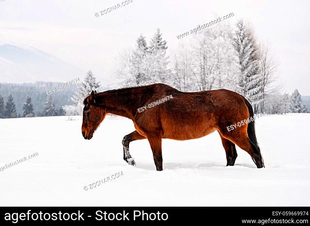 Dark brown horse walks on snow field in winter, blurred trees and mountains in background, view from side