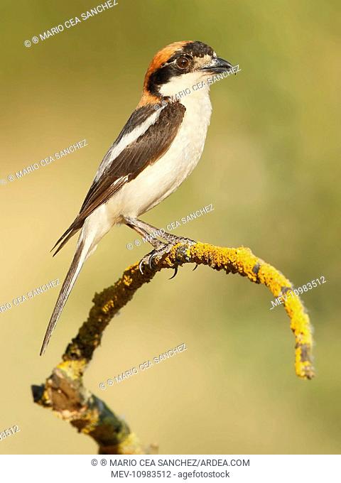 Woodchat Shrike - adult male perched on a branch Salamanca, Castilla y Leon, Spain (Woodchat Shrike, Lanius senator)