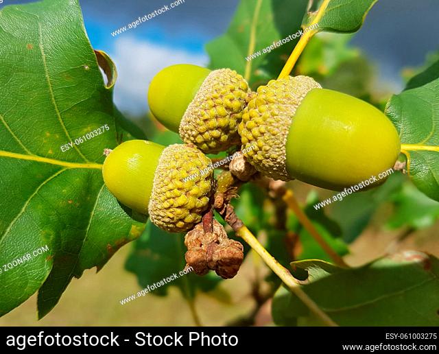 Traubeneiche; Quercus; petraea; Wintereiche