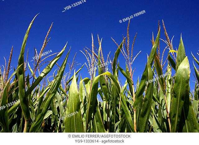 Maize field  LLeida  Spain