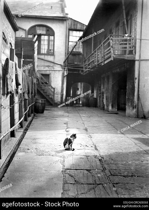 Courtyard with Cat, New Orleans, Louisiana, USA, Arnold Genthe, 1920's