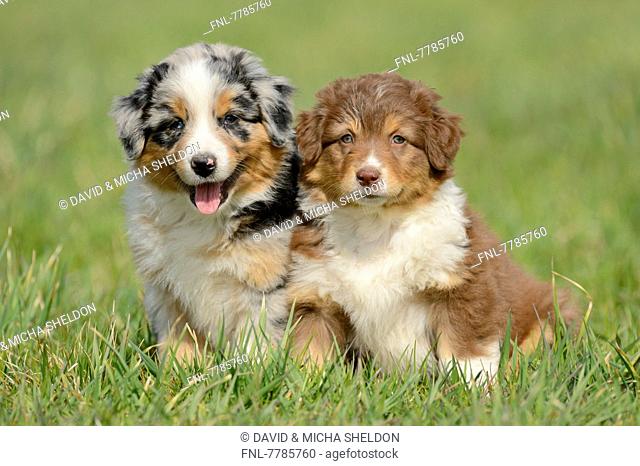 Headline: Two Australian shepherd puppies on a meadow, Bavaria, Germany, Europe