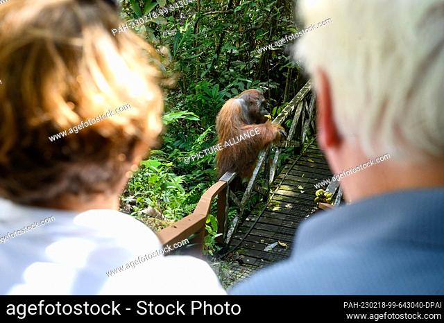 18 February 2023, Malaysia, Kuching: German President Frank-Walter Steinmeier and his wife Elke Büdenbender watch a large orangutan eat during a visit to the...