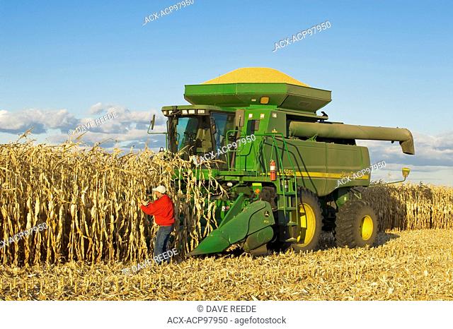 a man examines feed/grain corn next to a combine harvester filled with the harvested crop near Niverville, Manitoba, Canada