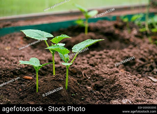 Young cucumber sprouts in the soil watered in the greenhouse. The concept of isolation and subsistence farming. Selective focus macro shot with shallow DOF