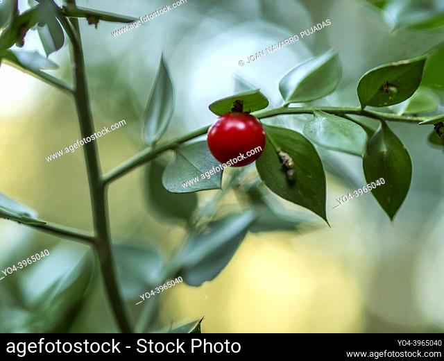 Ruscus aculeatus, Liliaceae