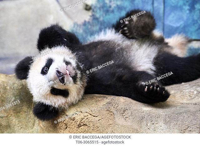 Playful giant panda cub (Ailuropoda melanoleuca) upside down. Yuan Meng, first Giant panda even born in France, now aged 10 months, Beauval Zoo, France
