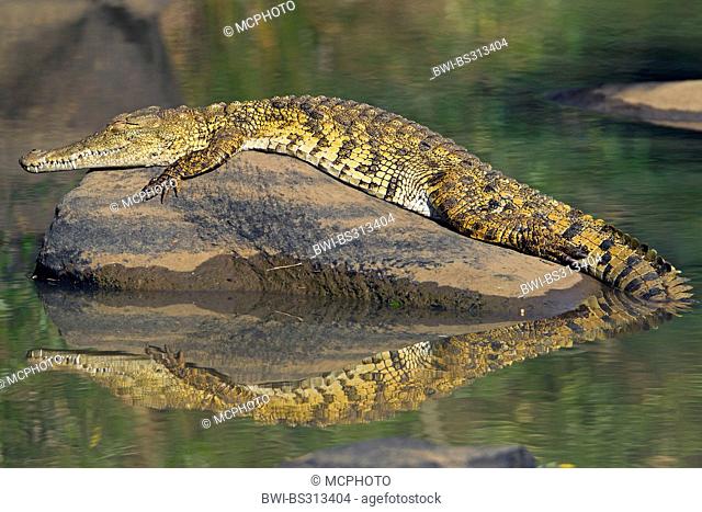 Nile crocodile (Crocodylus niloticus), lying on a rock in water and sleeps, South Africa, Hluhluwe-Umfolozi National Park, Hilltop Camp