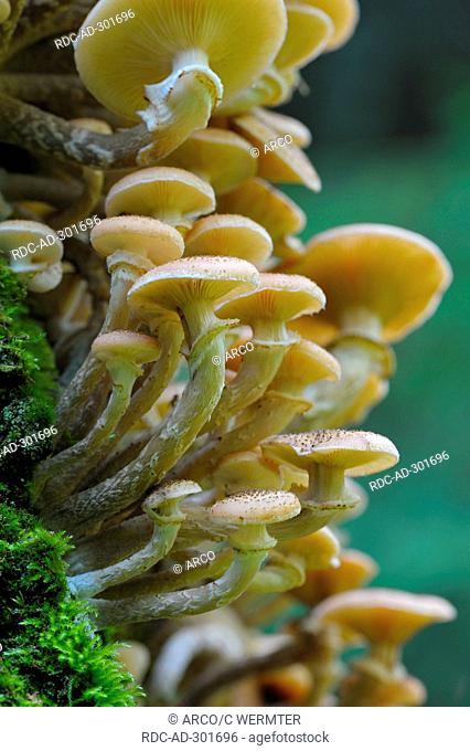 Honey Fungus, North Rhine-Westphalia, Germany / Armillaria mellea